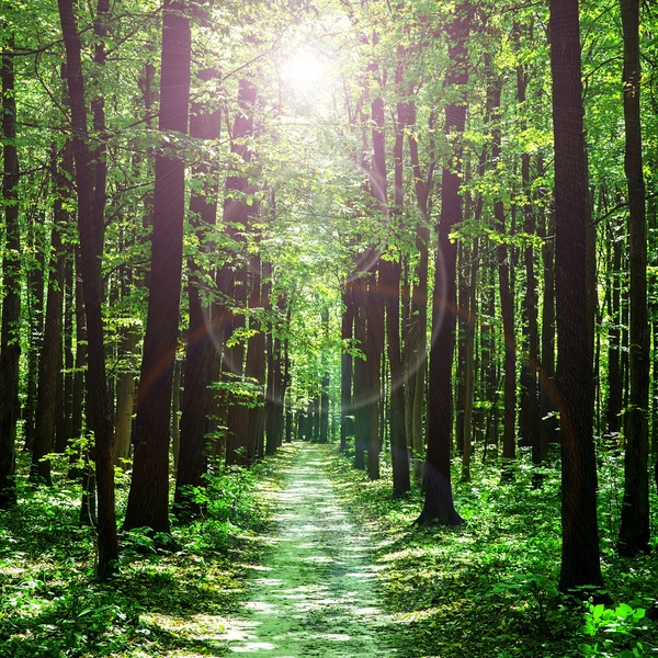 Green forest — Stock Photo, Image