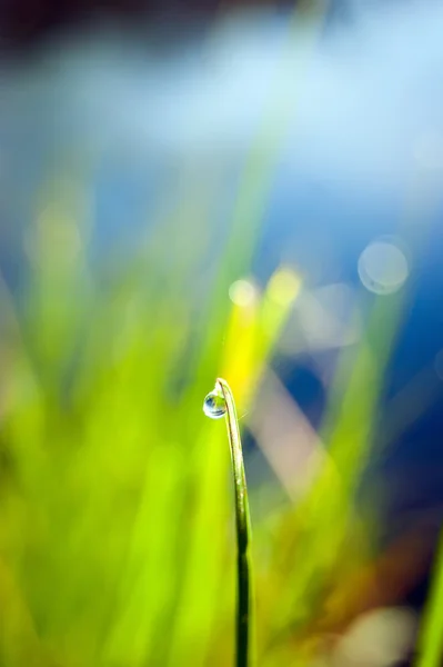 Droppar av dagg på det gröna gräset med bokeh — Stockfoto