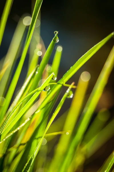 Droppar av dagg på det gröna gräset med bokeh — Stockfoto