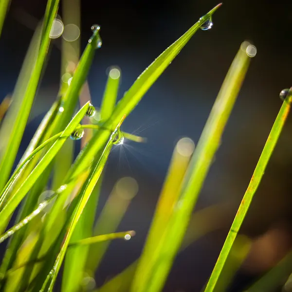 drops of dew on the green grass with bokeh