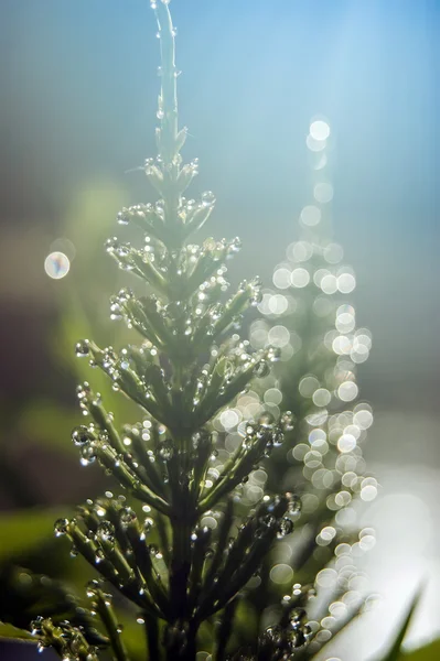 Morning dew drops on horsetail — Stockfoto