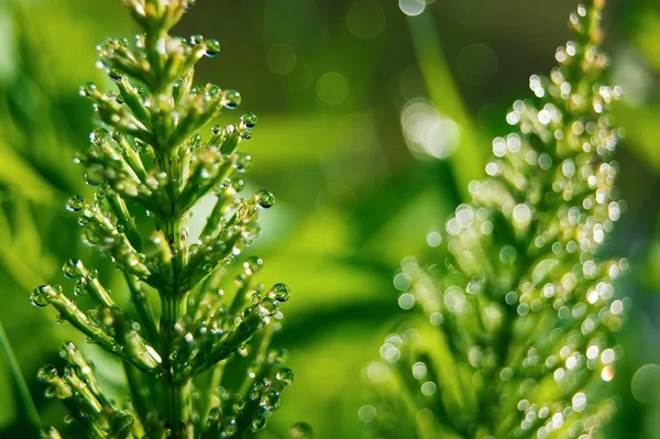 Morning dew drops on horsetail — Stock fotografie