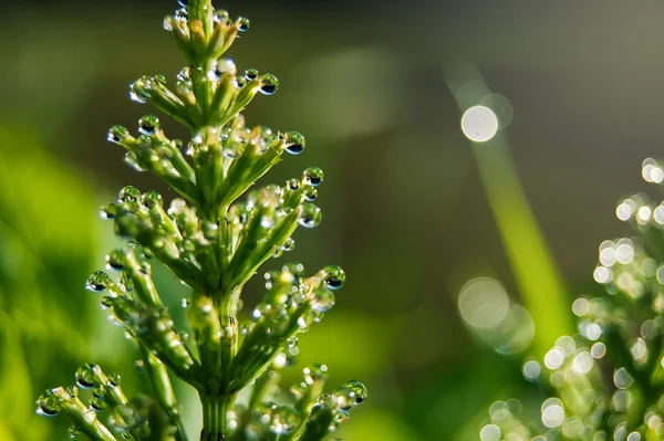Morning dew drops on horsetail — Stock fotografie