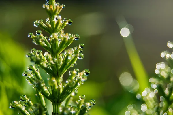 morning dew drops on horsetail