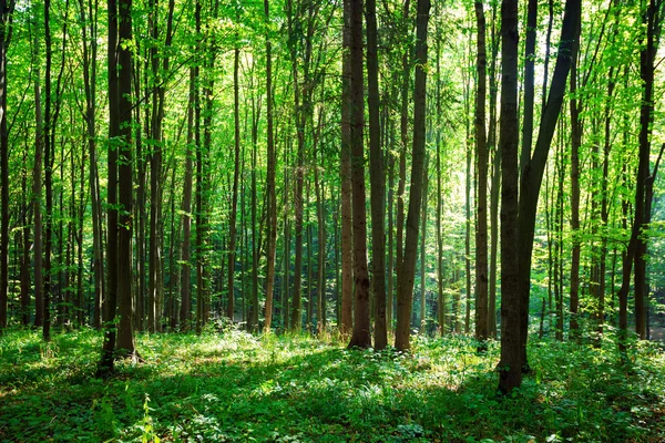 Güzel yeşil orman. Doğa