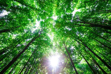 Güzel yeşil orman. Doğa