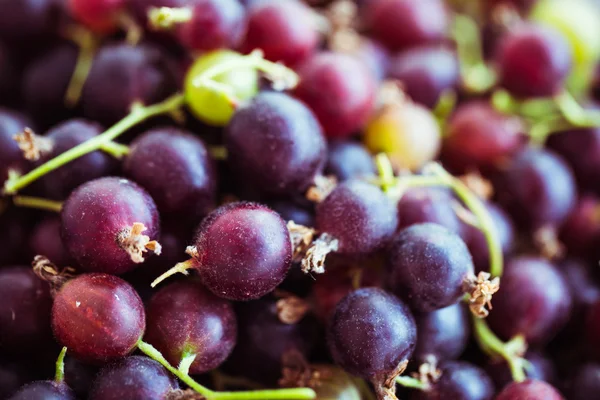 Grosella fresca con grosellas — Foto de Stock