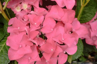 Pembe ortanca çiçeklerinin çiçek arkaplanı.