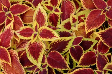 Çiçek tarlasında çiçek arkaplan koleusu bitkileri.