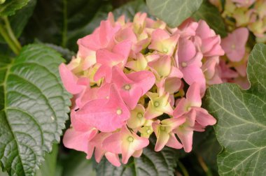 Pembe ortanca çiçeklerinin çiçek arkaplanı.