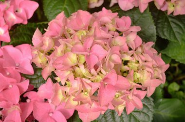 Pembe ortanca çiçeklerinin çiçek arkaplanı.