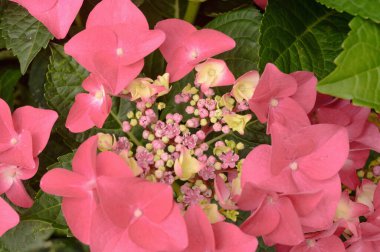 Pembe ortanca çiçeklerinin çiçek arkaplanı.