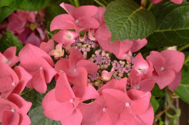 Pembe ortanca çiçeklerinin çiçek arkaplanı.