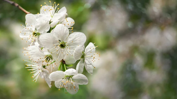 Beautiful blooming white flowers over natural green backdrop. — Stock Photo, Image