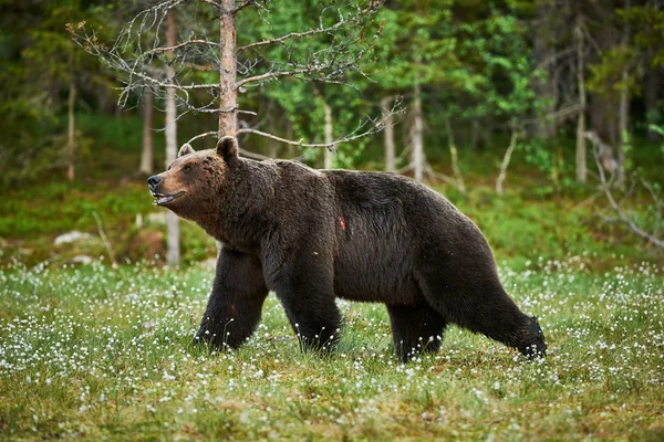 Чоловічий бурий ведмідь — стокове фото