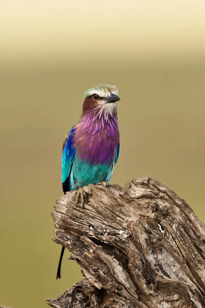 Lilac-breasted roller — Stockfoto