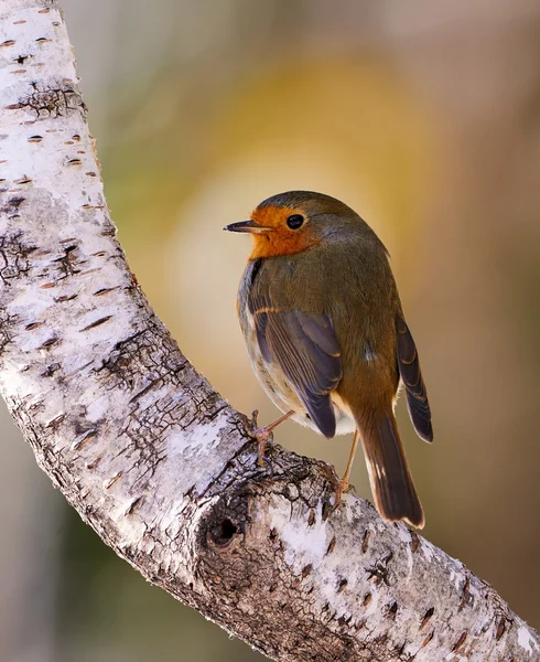 Robin se posó sobre un árbol —  Fotos de Stock