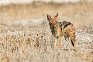 Siyah çakal Afrika savana destekli