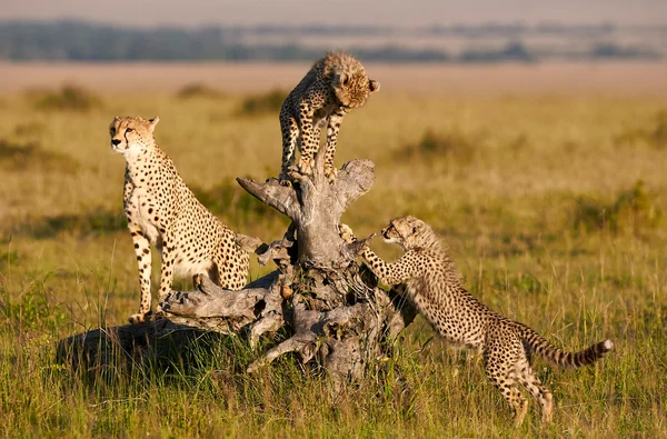 Mother Cheetah and Cubs — Stock Photo, Image