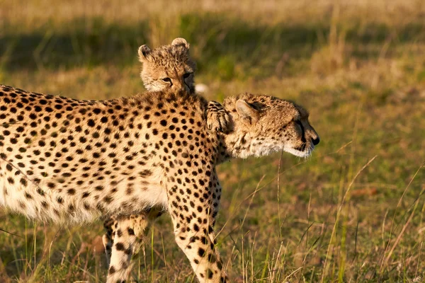 Gepardenmutter und Jungtiere — Stockfoto