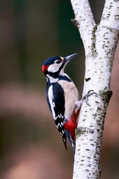 Manliga great spotted woodpecker — Stockfoto