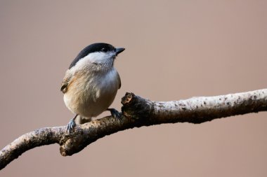Güzel Marsh baştankara