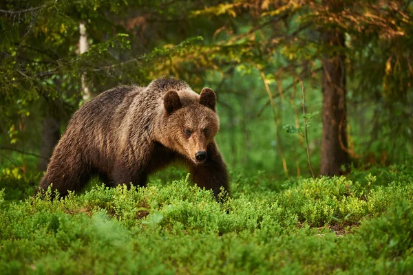 Oso pardo en el bosque —  Fotos de Stock