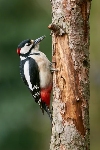 Male great-spotted woodpecker — Stock Photo, Image