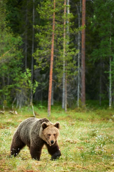 Urso castanho na floresta — Fotografia de Stock