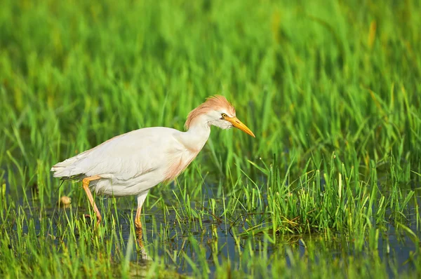 Egret gado em campo de arroz — Fotografia de Stock