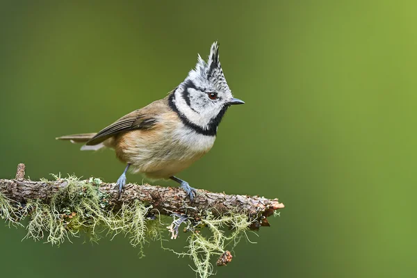 Mooie Kuifmees — Stockfoto