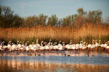 Flock of flamingos clipart