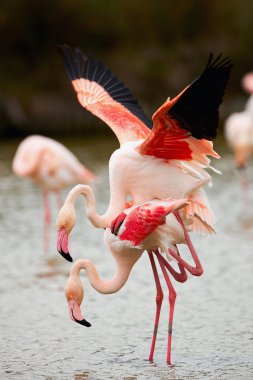 Güzel pembe flamingolar (Phoenicopterus çevresi)