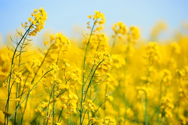 Lindas flores de colza — Fotografia de Stock