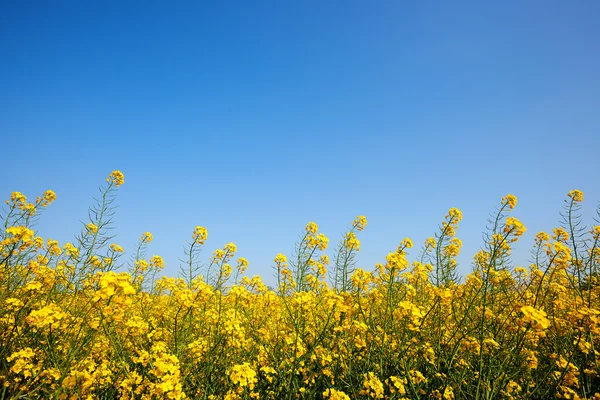 美丽的双低油菜字段 — 图库照片