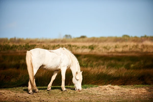 Bellissimo cavallo bianco della Camargue — Foto Stock