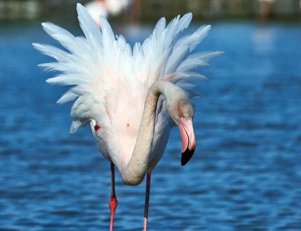 Vackra större flamingo — Stockfoto