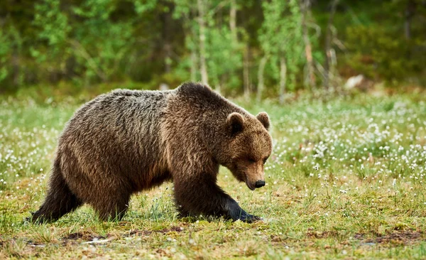 Urso marrom na floresta finlandesa — Fotografia de Stock