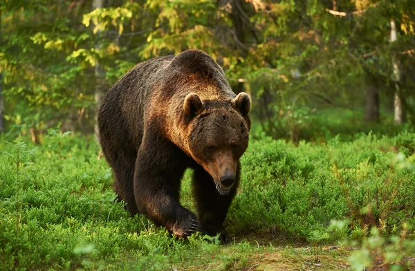 Urso castanho grande na floresta — Fotografia de Stock