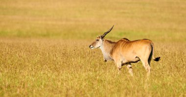 Beautiful eland grazing in the Bush clipart