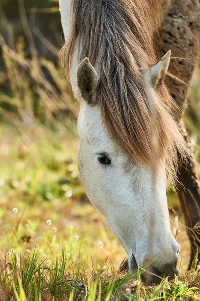 Porträtt av en vit häst — Stockfoto