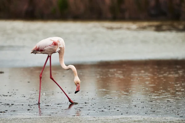 Osamělý růžový plameňák — Stock fotografie