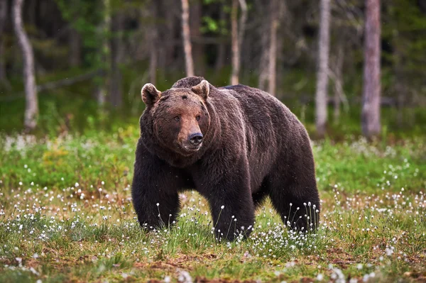 Manliga brunbjörn — Stockfoto