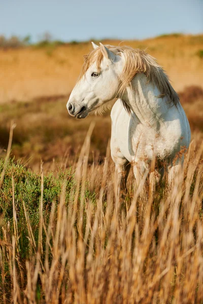 Bílý kůň z camargue — Stock fotografie