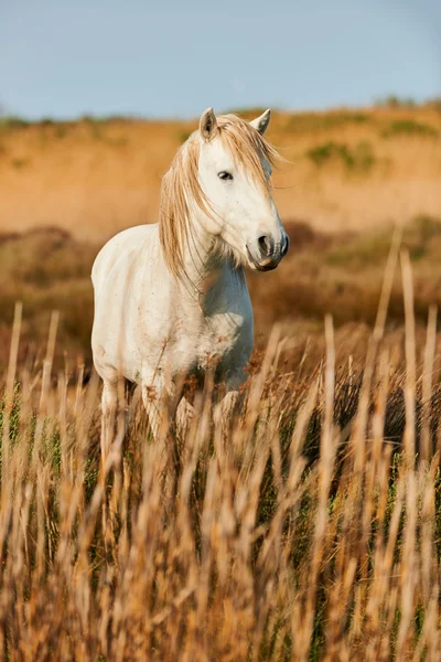 Bílý kůň z camargue — Stock fotografie