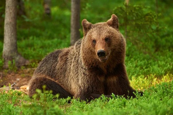 Urso pardo selvagem — Fotografia de Stock