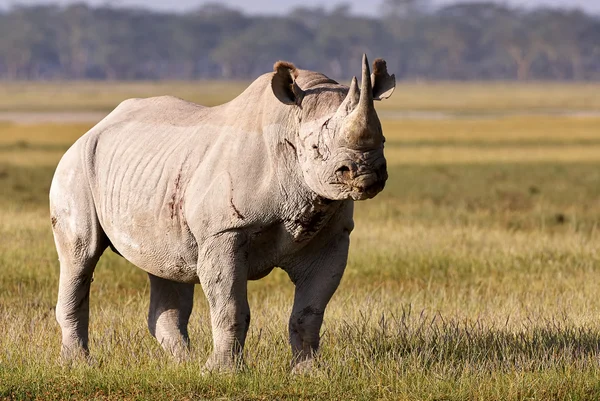 Rinoceronte preto bonito — Fotografia de Stock