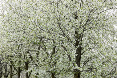 Bahar çiçekli ağaçlar