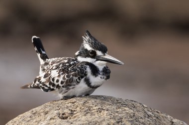 Pied Kingfisher perched on a rock clipart