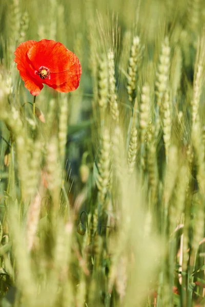 Mohn in einem Weizenfeld — Stockfoto